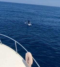 30lbs line for a 250kg fish