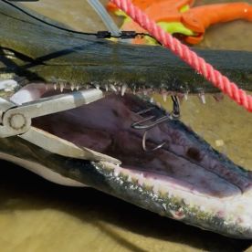 West Livingston Report Photo 1