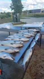 The salmon run is on!