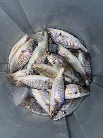 Summer time Bottom Fishing