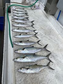 Hook, Line & Sinker………Mackerel!!