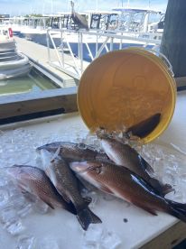 Bottom bite heating up! 