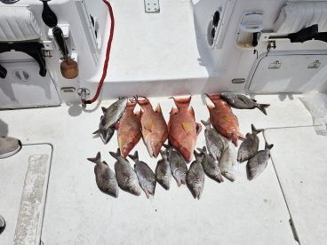 Indian Shores Report Photo 4