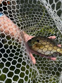 Nymph bite leads to non-stop action