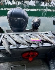 Coho and Pink bite is on Fire