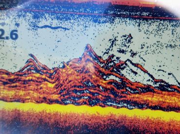 Giant school of perch 