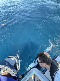 Today 1/3 on White Marlin, not hungry.