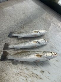 Early Morning Speckled Trout Action in S