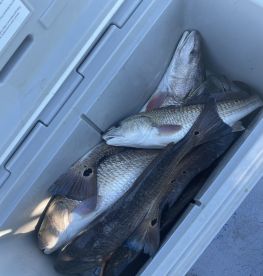 Redu fir red october???