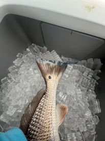 Seaford Report Photo 1