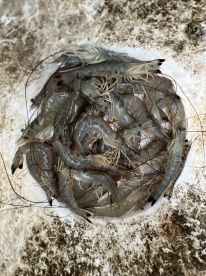 Seaford Report Photo 2