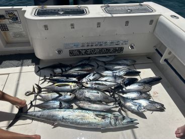 Tuna, bonita and wahoo on live bait!