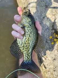 Lawton Report Photo 4