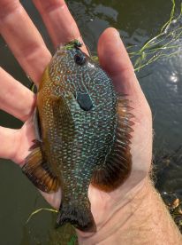 Beginner fly fishing trips
