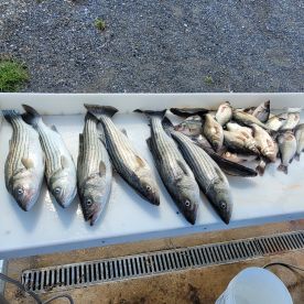 Awsome Striped bass fishing