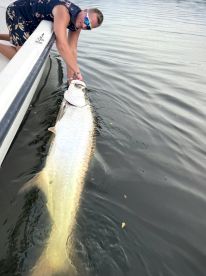 Insane tarpon action!