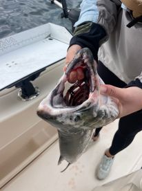 Fall Coho has been excellent!