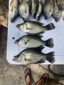 Brookeland Report Photo 1