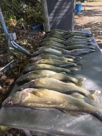 Fish are back in close