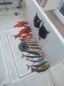 Fishing is hot! Fun mixed bag of fish