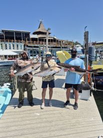 Amberjacks and a Cobia