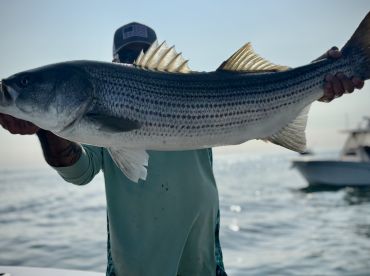 Harbor full of willing stripers, 