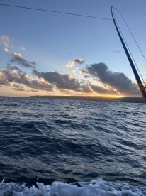 Bait is here - Mahi chasing em