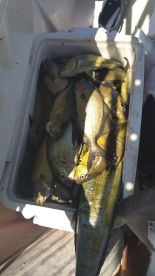 Cartagena Report Photo 3