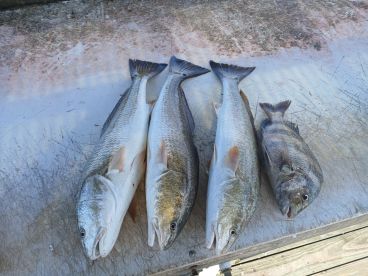 Ingleside Report Photo 2