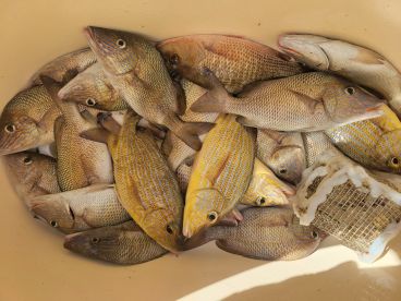 Snappers and Grunts on the bite !