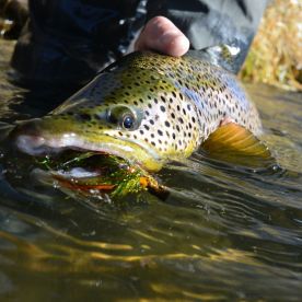 Yellowstone River Report Photo 3