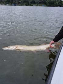 White Bear Lake Report Photo 4