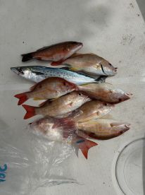 Snappers Lane and Spanish Mackerel 