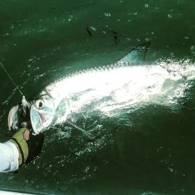 Calm seas and variaty of species !