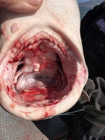 Richmond Report Photo 1