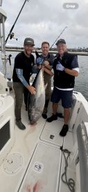 Big tuna are close to home