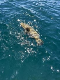 Shallow Water Giants 