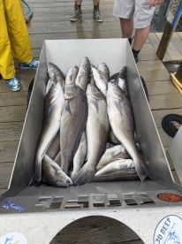 BIG Blue Line Tilefish 