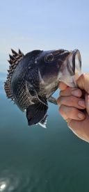 Cape May County Report Photo 3