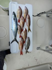 Snappers and Mackerel