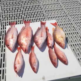 Pensacola Bay Report Photo 4