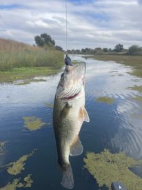 Great trips filled with topwater action