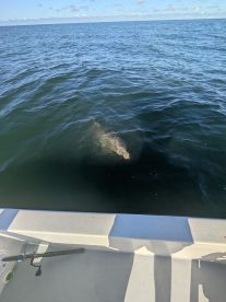 Bay Pines Report Photo 4