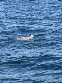 Houston Report Photo 2