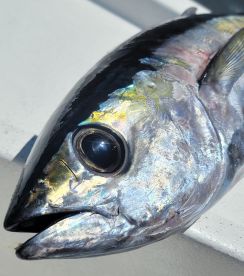 San Juan Report Photo 2