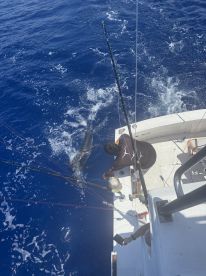 150lb Blue Marlin catch