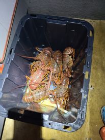 Lobster season is open. Book your trip n