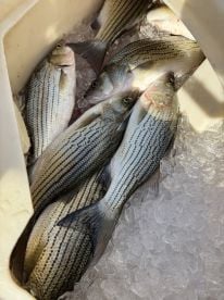 Awesome morning on Lake Hartwell! 