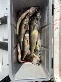 Walleye bite continues