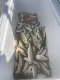 Prech fish is getting good 